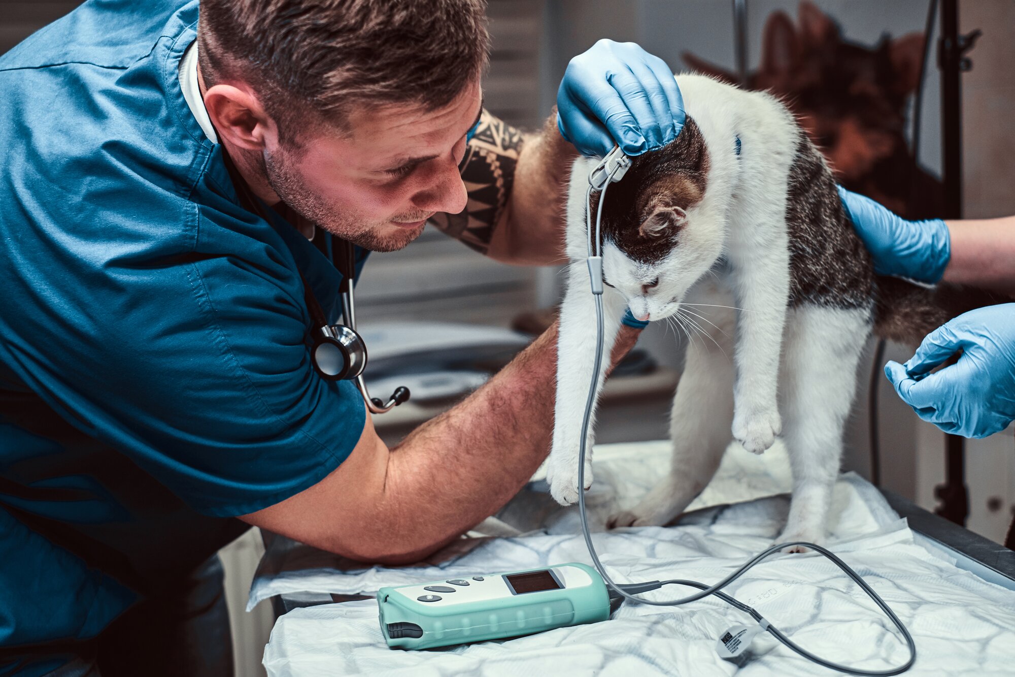Veterinary Testing